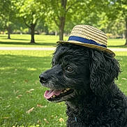 Poopsie joined the competition — help win amazing prizes! animal, black_dog, canine, curly_fur, cute, dog, grass, happy, hat, nature, outdoor, park, pet, portrait, side_view, straw_hat, summer, sunlight, tongue_out, trees