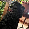 dog, black_dog, curly_fur, indoor, table, plant, potted_plant, carpet, wooden_furniture, pet, tongue_out, happy, side_view, animal, domestic_animal, fur, snout, ear, floor, leg