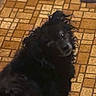 Poopsie is registered to the contest to win money with this photo: animal, black_dog, brown, candid, canine, companion, curious, curly_fur, dog, domestic_animal, floor, fur, home, indoor, looking_up, pet, tile_floor, toy, vintage_floor, yellow_toy