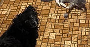 Poopsie is registered to the contest to win money with this photo: animal, black_dog, cat, companion, cute, dog, domestic, floor_pattern, floor_vent, gray_cat, home, indoor, pet, pet_toy, playing, plush_toy, relaxed, sitting, tile_floor, toy_mouse