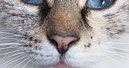 Mystery And Chase is registered to the contest to win money with this photo: animal, blue_eyes, cat, close_up, cute, detail, ears, expression, face, feline, focus, fur, indoor, looking, mammal, nose, pet, portrait, soft_light, whiskers