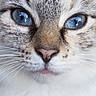 animal, blue_eyes, cat, close_up, cute, detail, ears, expression, face, feline, focus, fur, indoor, looking, mammal, nose, pet, portrait, soft_light, whiskers