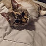 animal, bed, blanket, cat, closeup, comfort, cute, domestic_animal, ears, feline, fur, indoor, looking_up, mammal, pet, relaxed, resting, sleepy, soft, whiskers