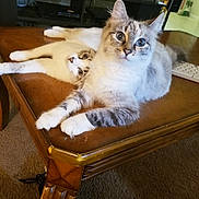 Mystery And Chase joined the competition — help win amazing prizes! animal, carpet, cat, cats, companion, curious, cute, domestic_animal, ears, eyes, feline, fur, furniture, household, indoor, living_room, pet, relaxed, whiskers, wooden_table