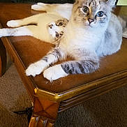 Mystery And Chase is registered to the contest to win money with this photo: cat, feline, pets, indoor, table, wooden_table, curious, fluffy, blue_eyes, relaxed, animal, cute, companion, living_room, carpet, fur, whiskers, ears, domestic, two_cats