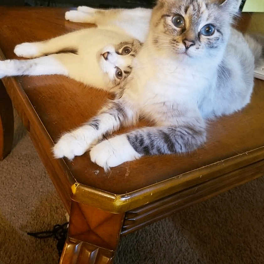 Mystery And Chase