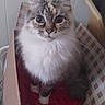 animal, box, cardboard, cat, curious, cute, domestic, ears, feline, fluffy, fur, household, indoor, looking_at_camera, pet, red_cloth, sitting, striped, tabby, whiskers