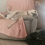 Nemo participe au concours pour gagner de l'argent avec cette photo : dog, couch, blanket, relaxing, sleeping, pet, indoor, furniture, light, floor, cozy, resting, canine, home, comfort, laying_down, pink, black, wood, peaceful