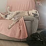 dog, couch, blanket, relaxing, sleeping, pet, indoor, furniture, light, floor, cozy, resting, canine, home, comfort, laying_down, pink, black, wood, peaceful
