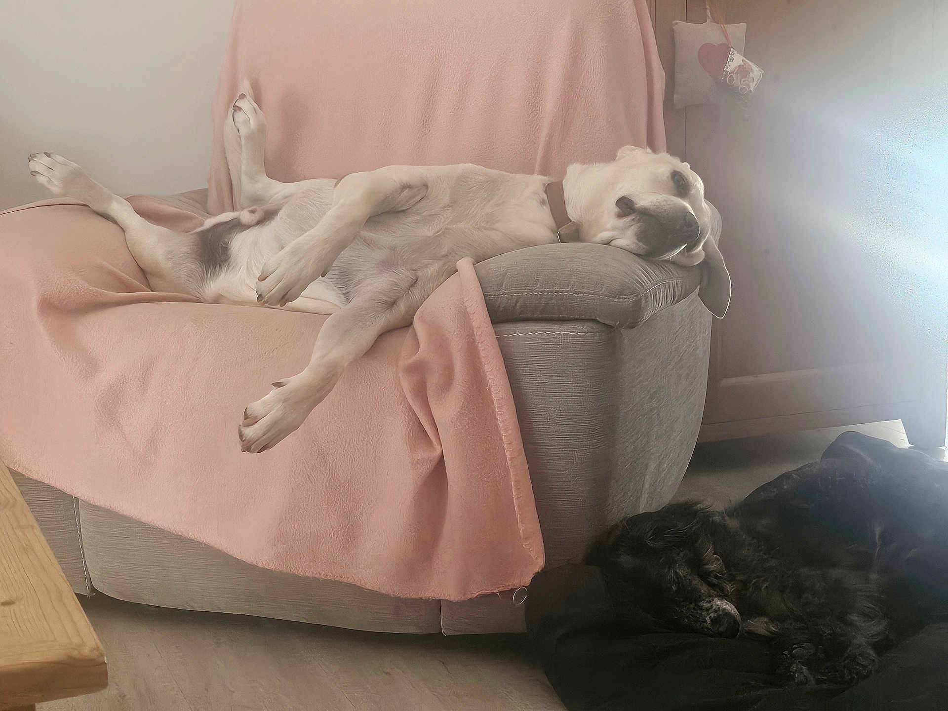 Nemo participe au concours pour gagner de l'argent avec cette photo : dog, couch, blanket, relaxing, sleeping, pet, indoor, furniture, light, floor, cozy, resting, canine, home, comfort, laying_down, pink, black, wood, peaceful