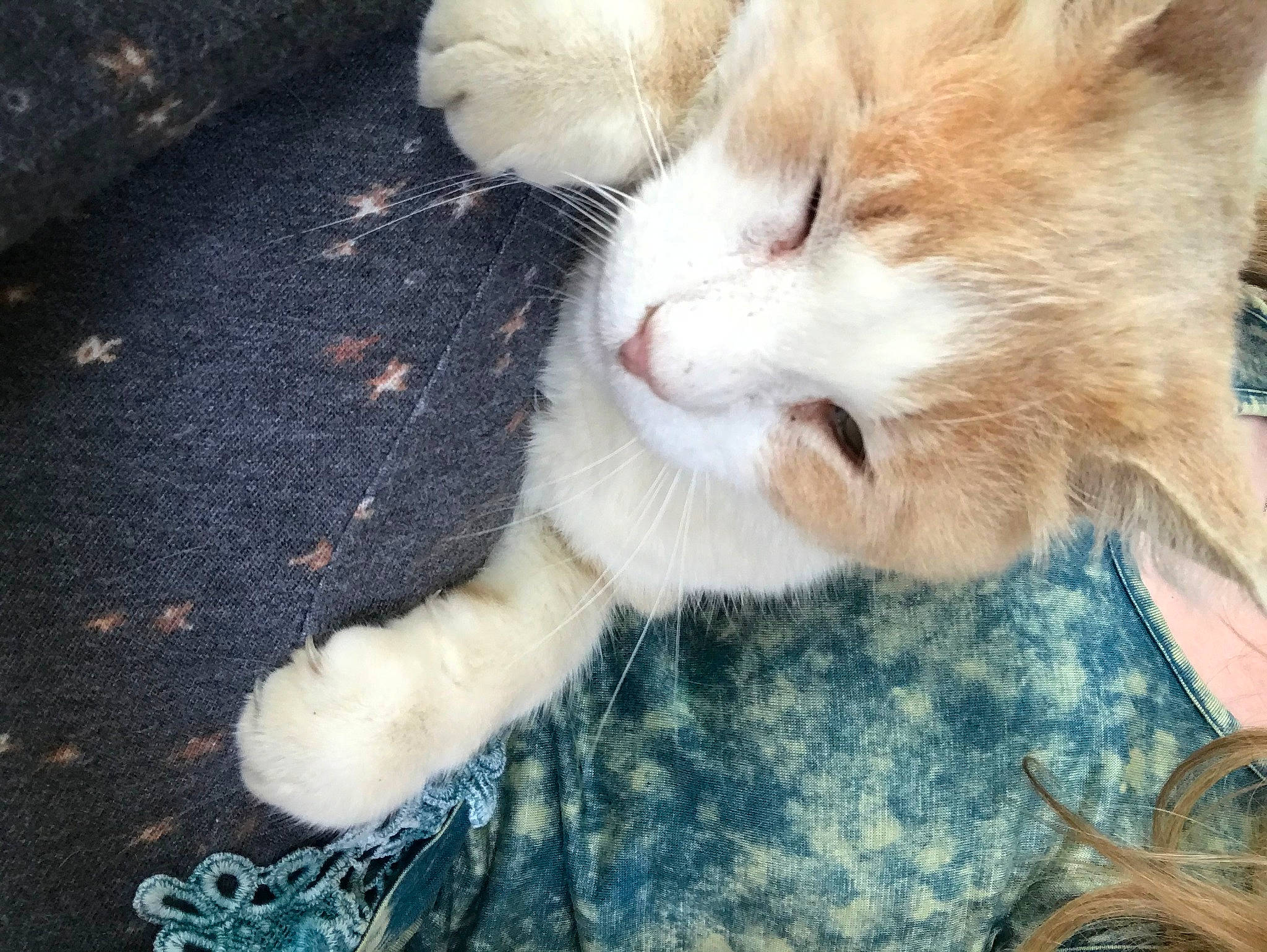 Jerry joined the competition — help win amazing prizes! aegean_cat, american_curl, carnivore, cat, claw, ear, european_shorthair, eye, fawn, felidae, fur, kitten, nose, paw, polydactyl_cat, small_to_medium_sized_cats, tail, turkish_angora, turkish_van, whiskers