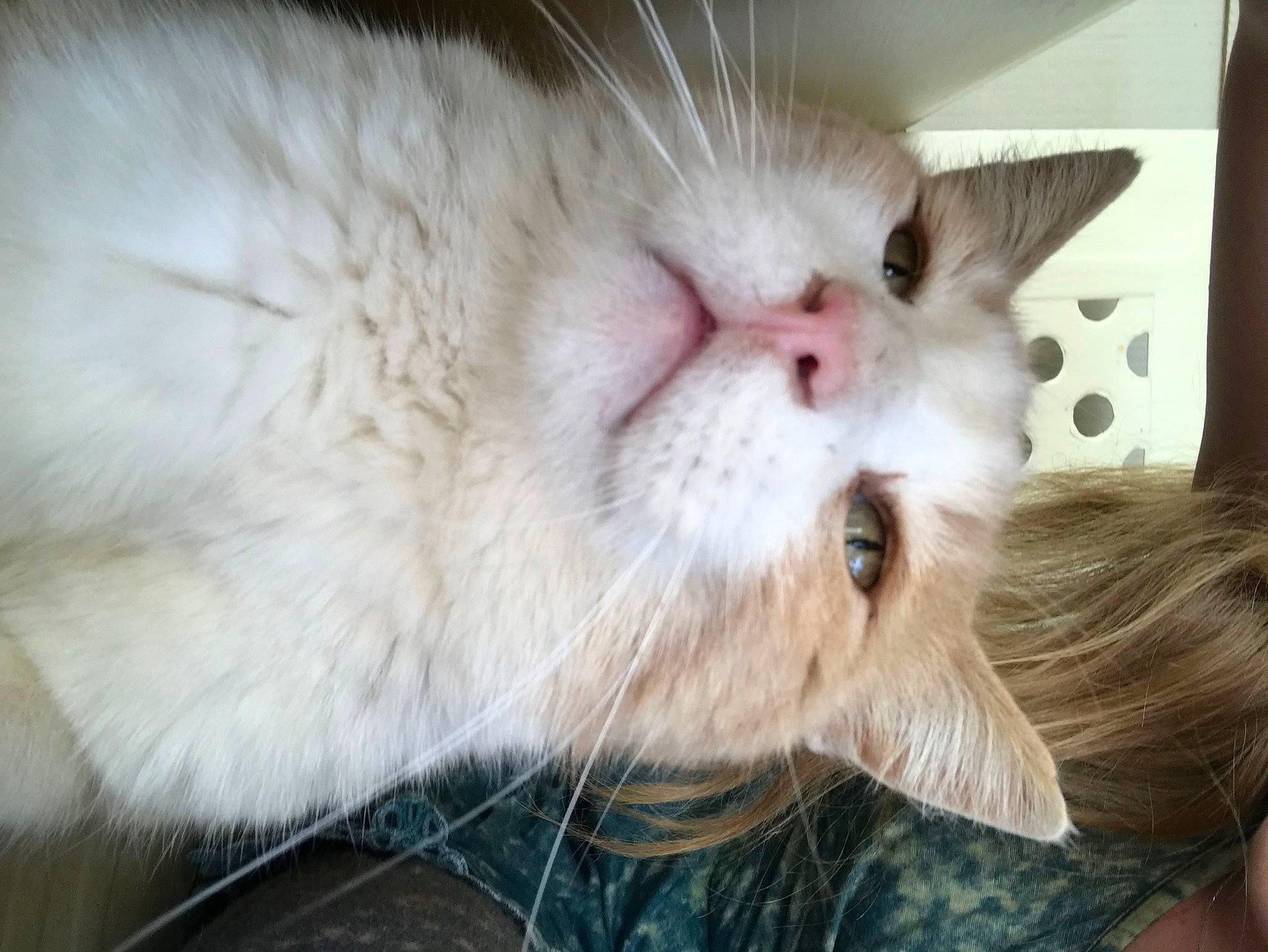 Jerry joined the competition — help win amazing prizes! balinese, carnivore, cat, close_up, colorpoint_shorthair, domestic_long_haired_cat, ear, felidae, fur, himalayan, mammal, nose, ojos_azules, ragamuffin, ragdoll, small_to_medium_sized_cats, snout, turkish_angora, turkish_van, whiskers
