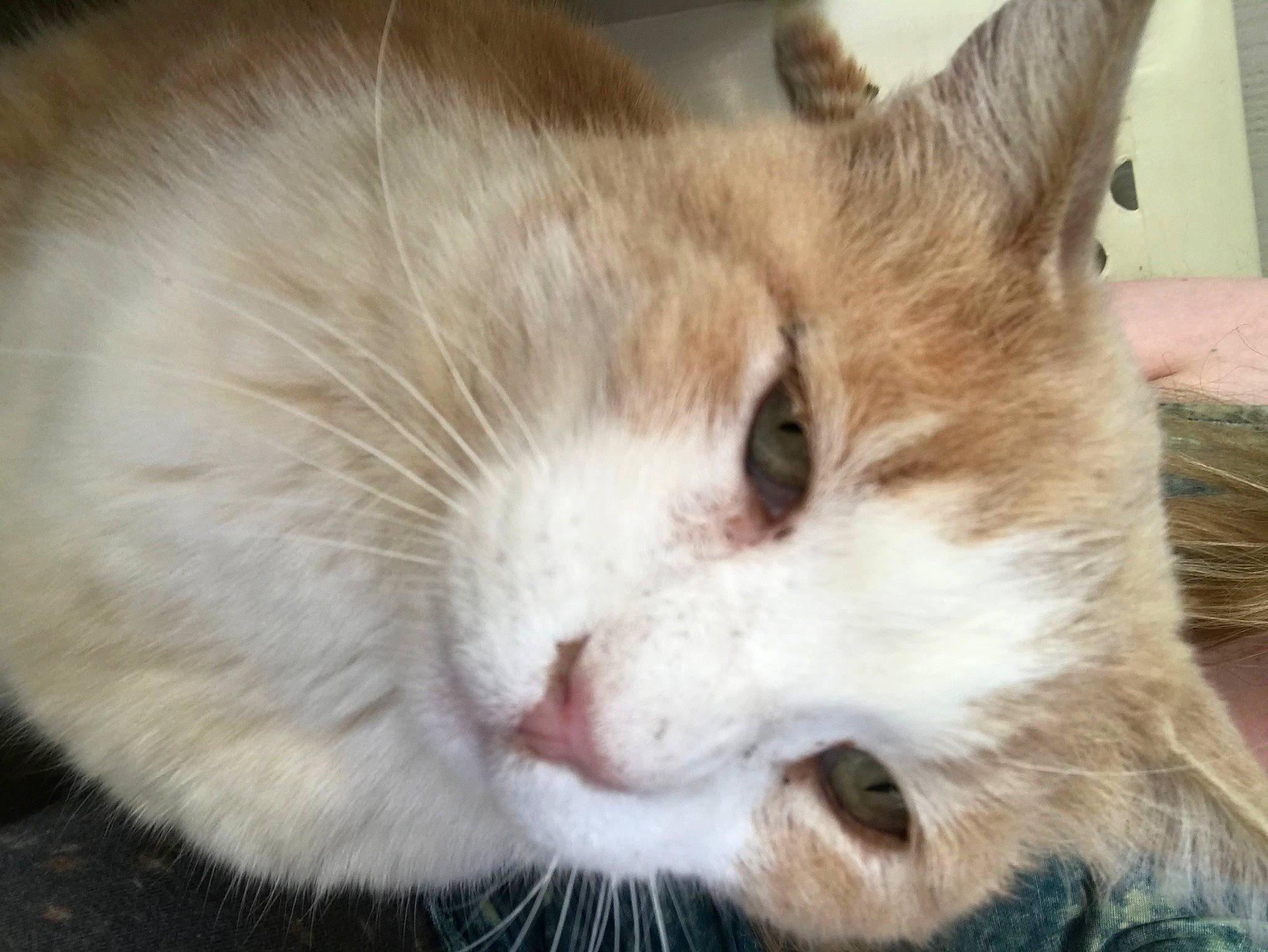 Jerry is registered to the contest to win money with this photo: aegean_cat, asian, carnivore, cat, close_up, domestic_short_haired_cat, ear, european_shorthair, eye, fawn, felidae, fur, kitten, mammal, nose, ojos_azules, small_to_medium_sized_cats, snout, tabby_cat, whiskers