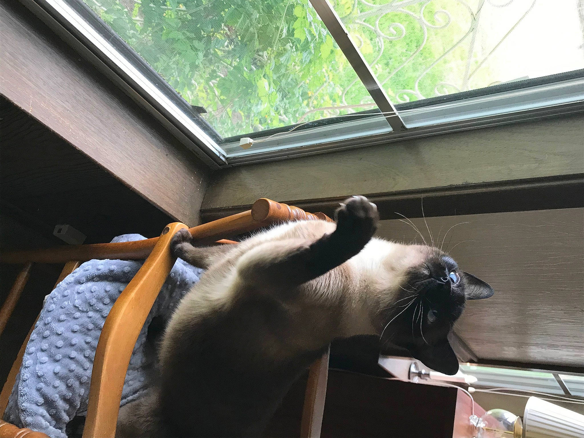 Mable Mobley is registered to the contest to win money with this photo: cat, ear, fawn, felidae, hand, horse, metal, snout, window, working_animal, zoo