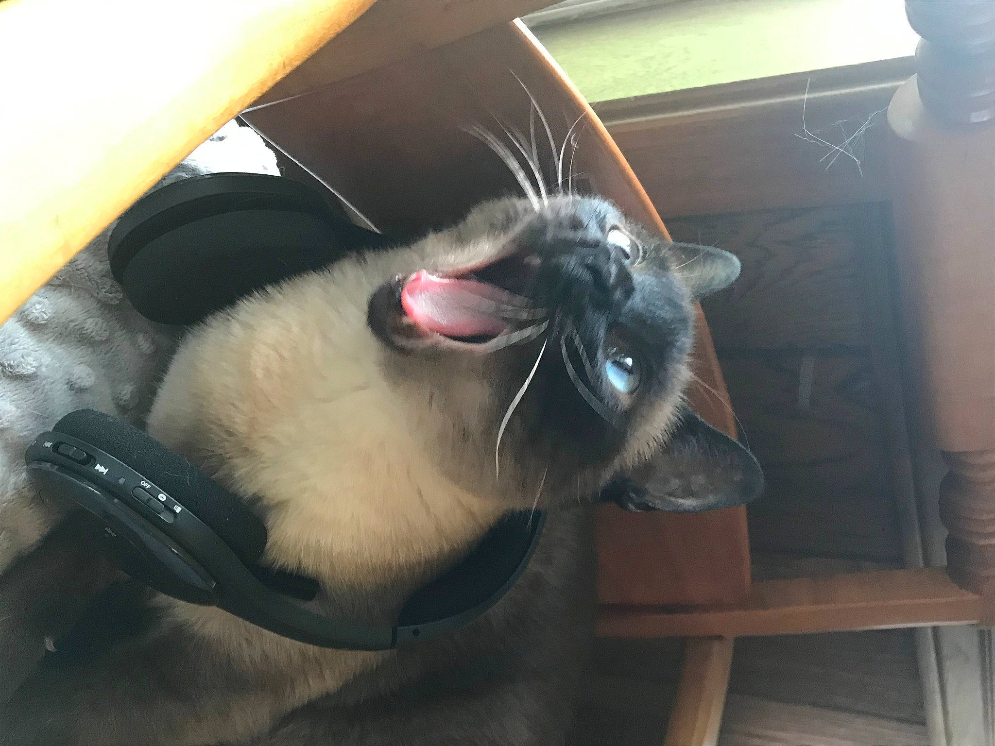 Mable Mobley joined the competition — help win amazing prizes! carnivore, cat, ear, felidae, nose, siamese, small_to_medium_sized_cats, snout, tonkinese, whiskers