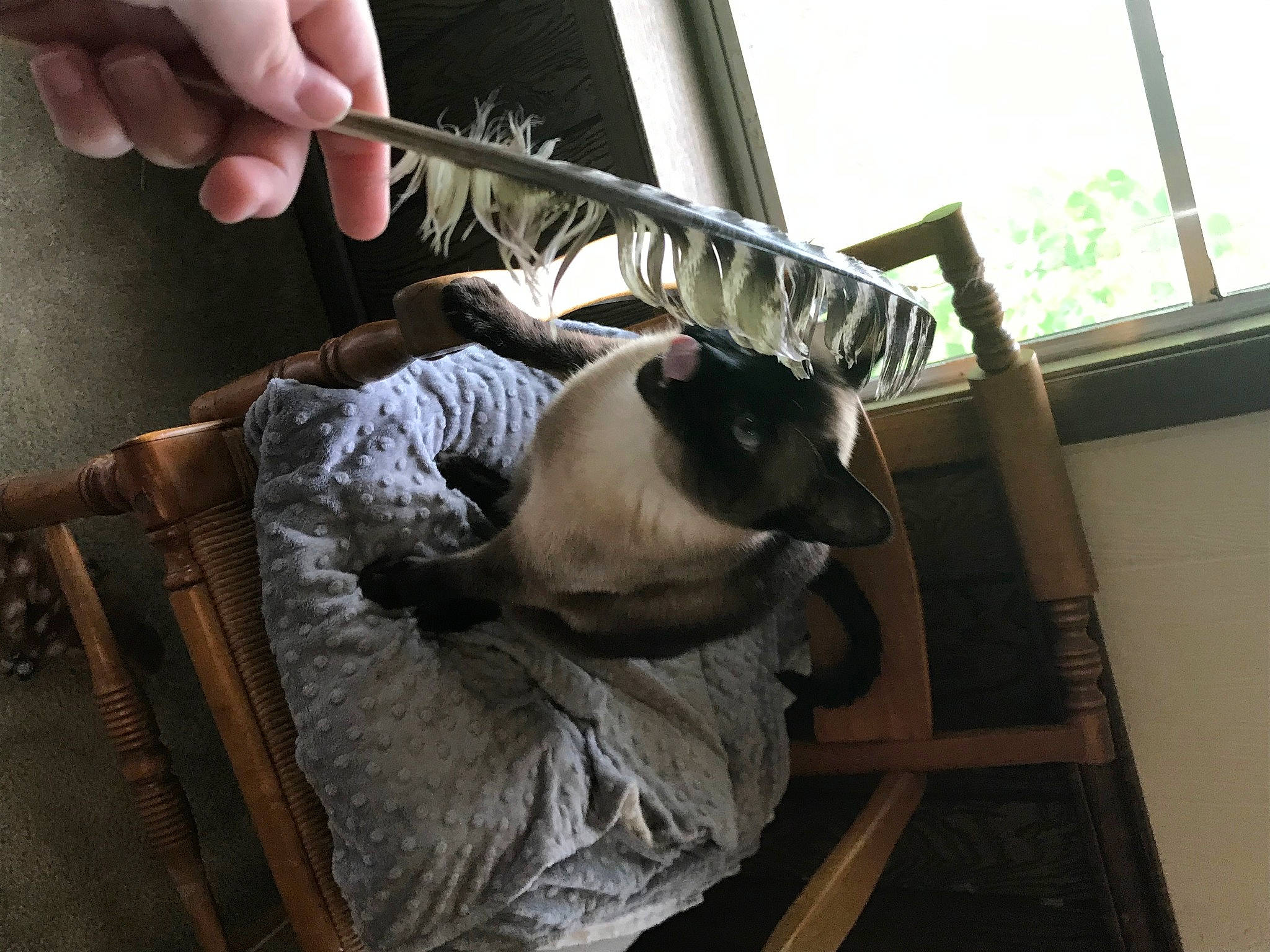 Mable Mobley joined the competition — help win amazing prizes! carnivore, cat, fawn, felidae, small_to_medium_sized_cats, snout, tonkinese, whiskers