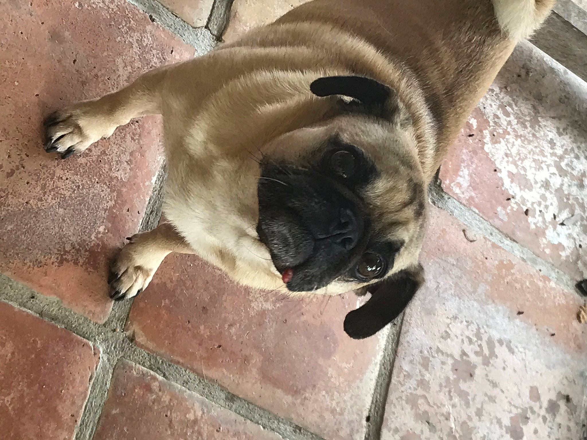 Eloise joined the competition — help win amazing prizes! boerboel, canidae, carnivore, companion_dog, dog, dog_breed, fawn, non_sporting_group, pug, puppy, snout, sporting_group