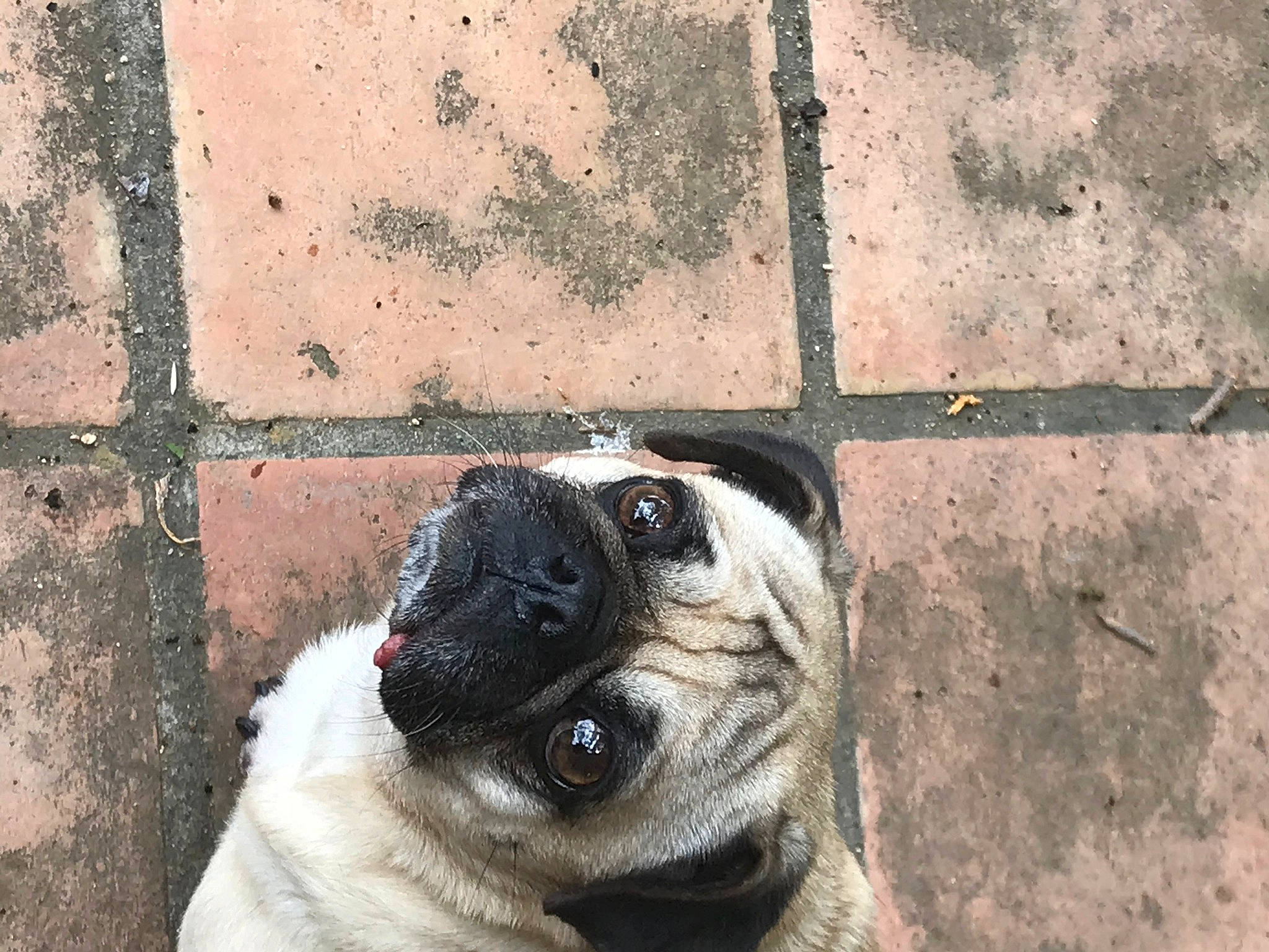 Eloise is registered to the contest to win money with this photo: canidae, carnivore, companion_dog, dog, dog_breed, eye, fawn, mammal, nose, photography, pug, puppy, skin, snout, toy_dog, wrinkle