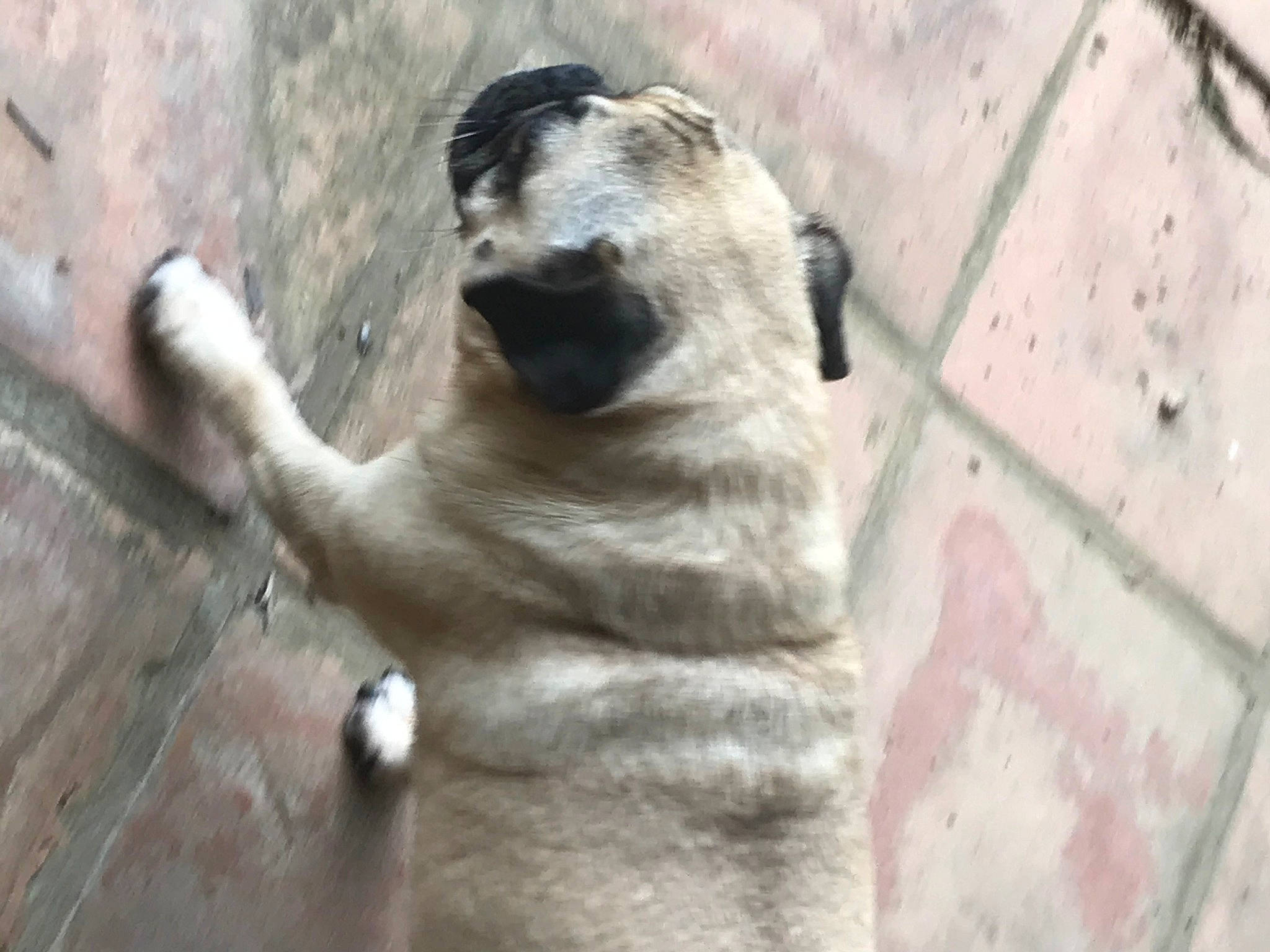 Eloise joined the competition — help win amazing prizes! canidae, carnivore, dog, dog_breed, fawn, kangal_dog, mammal, pug, snout, vertebrate