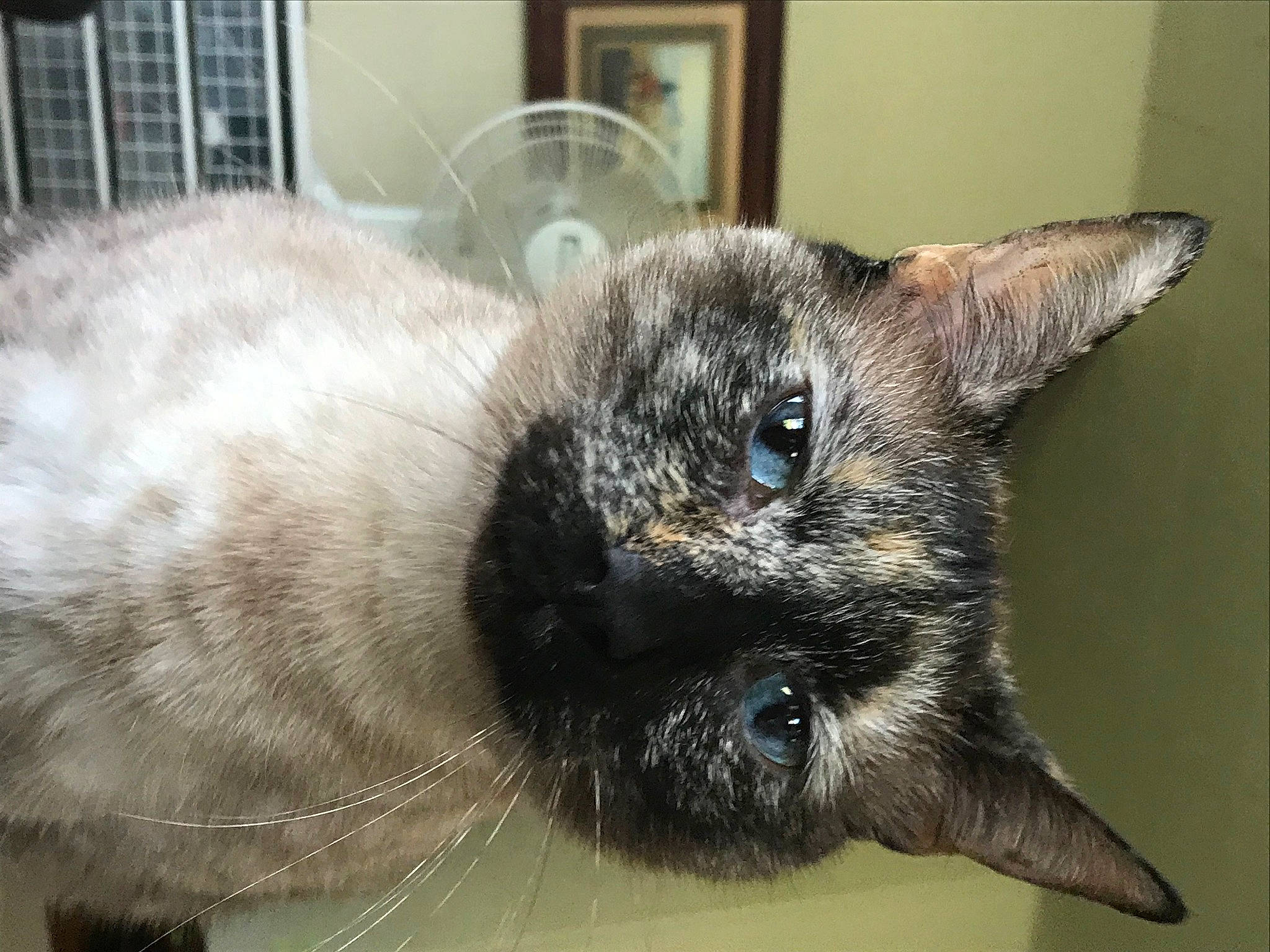 Rim Rim is registered to the contest to win money with this photo: balinese, birman, carnivore, cat, ear, fawn, felidae, himalayan, mammal, rabbit, siamese, small_to_medium_sized_cats, snout, thai, tonkinese, vertebrate, whiskers