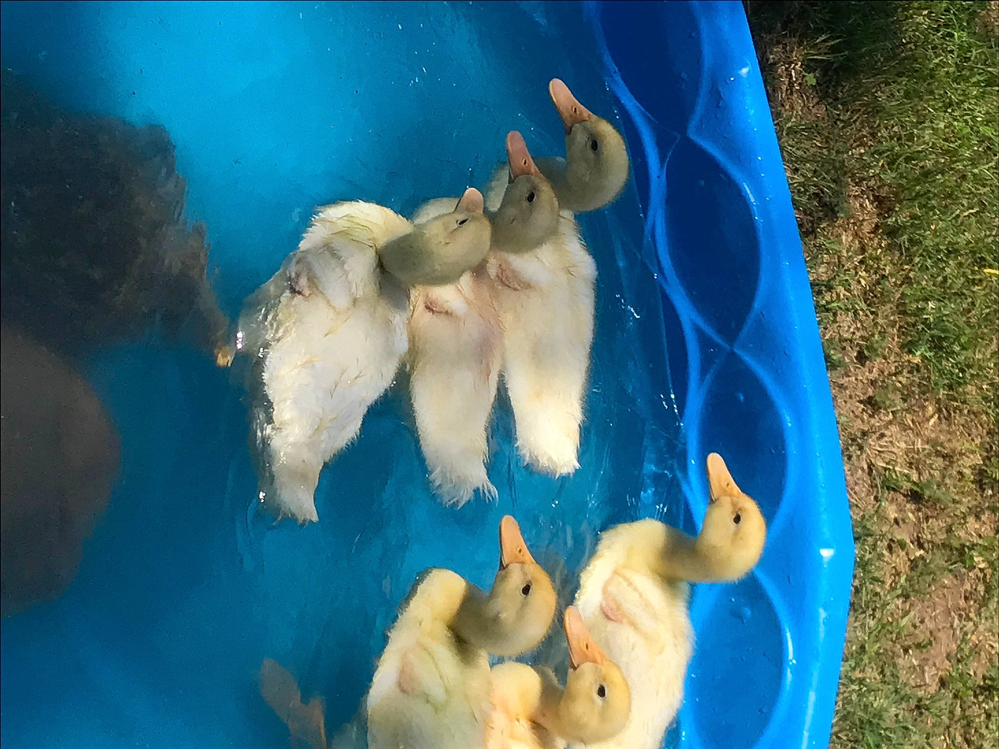 Duckies joined the competition — help win amazing prizes! organism