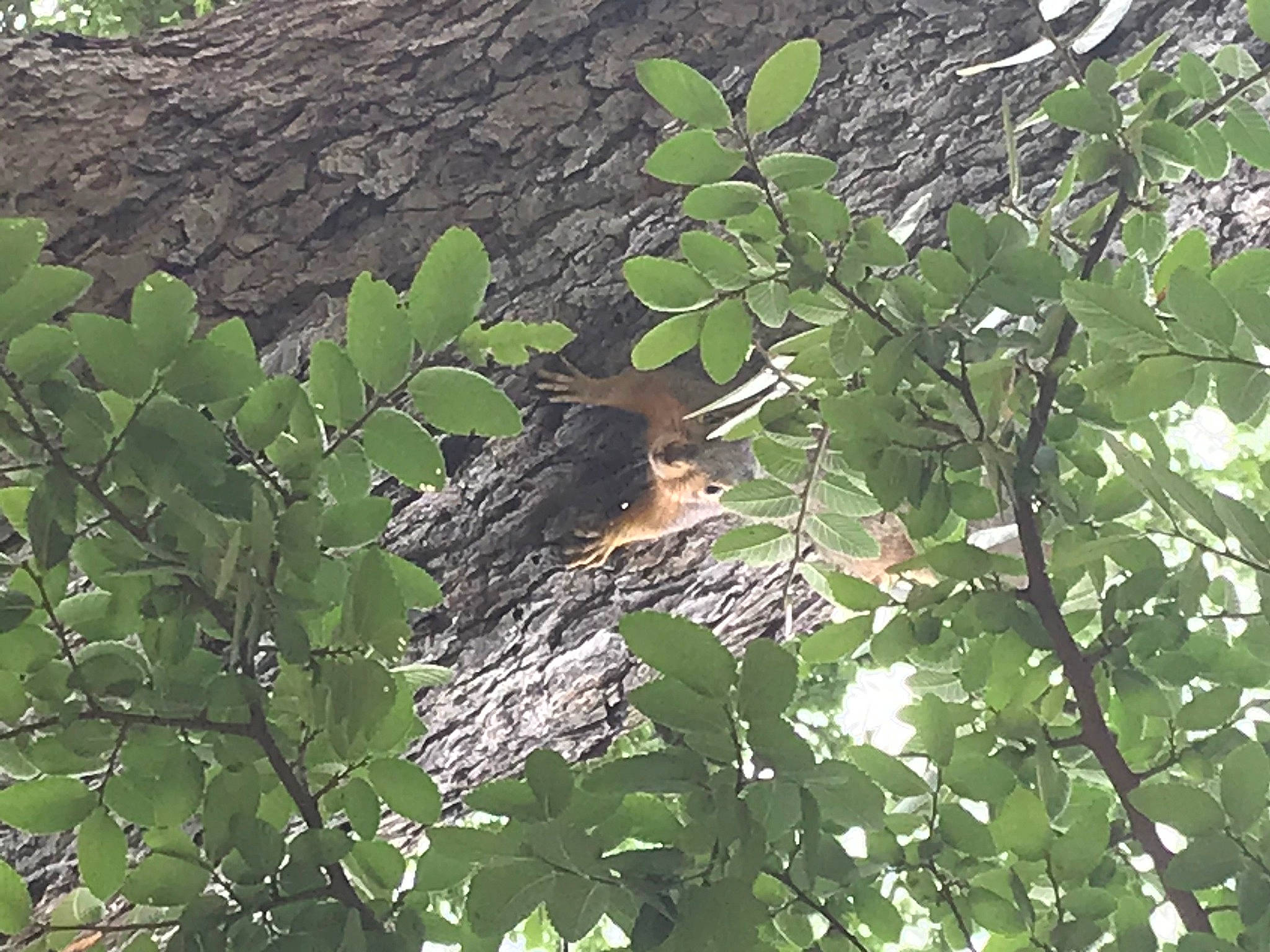 Jackie is registered to the contest to win money with this photo: branch, flower, leaf, organism, plant, plant_community, tree, twig, wildlife