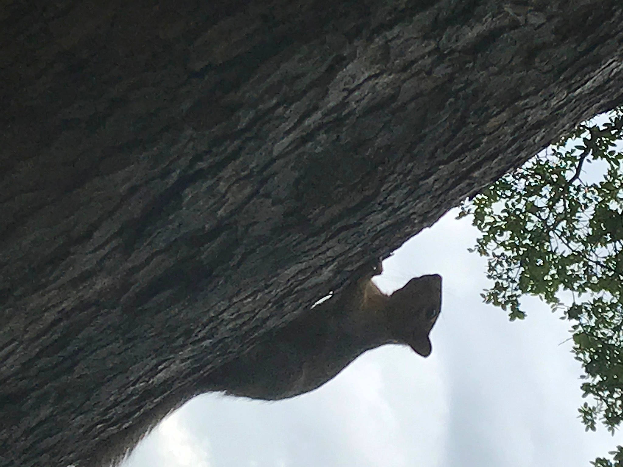 Jackie joined the competition — help win amazing prizes! branch, plant, tints_and_shades, tree, trunk, wood