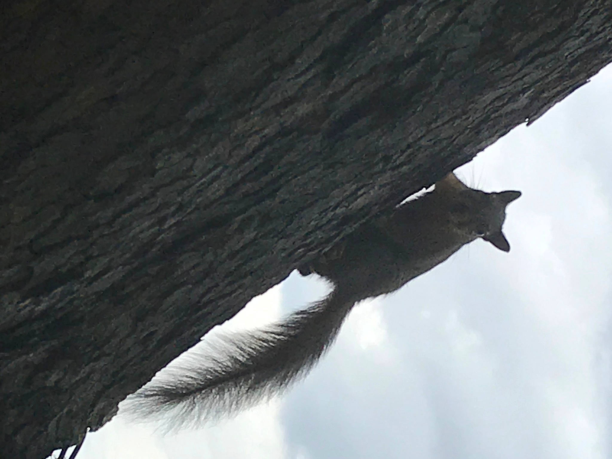 Jackie joined the competition — help win amazing prizes! bird, tail