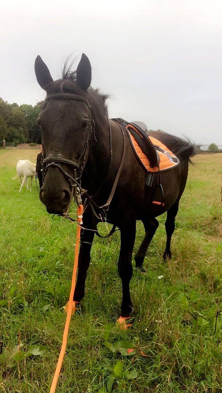Thaïs Du Rosay participe au concours pour gagner de l'argent avec cette photo : bridle, grassland, horse, horse_harness, horse_tack, livestock, mammal, mane, mare, pack_animal, pasture, rein, snout, stallion, vertebrate, working_animal