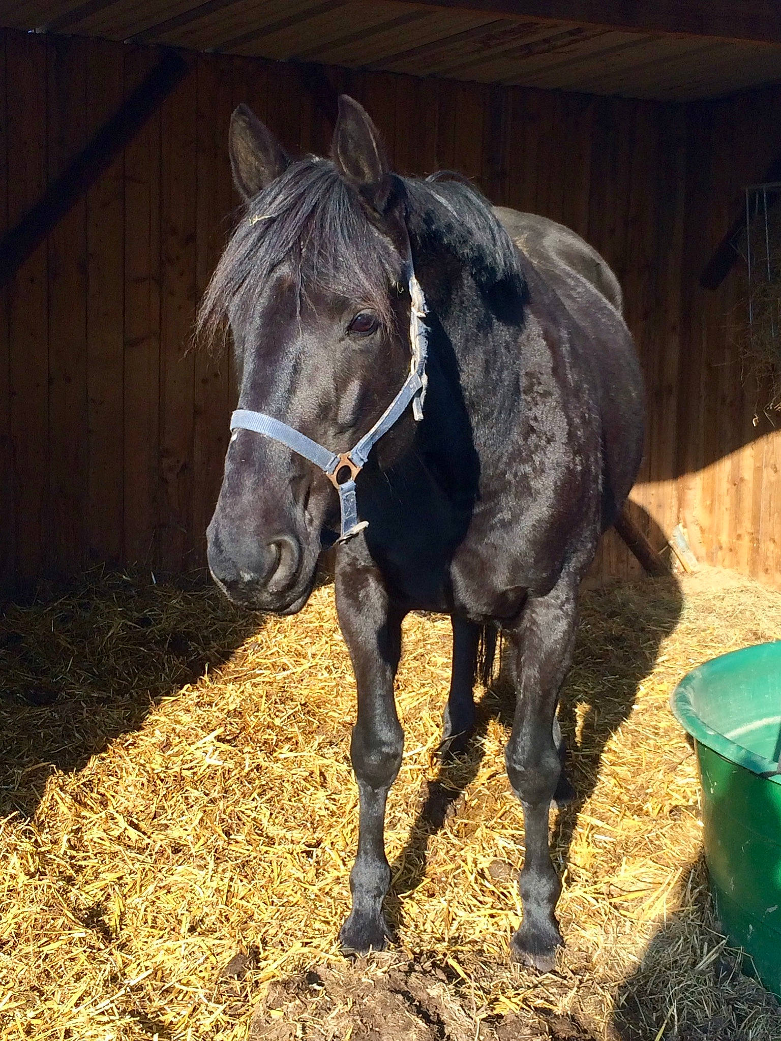 Thaïs Du Rosay participe au concours pour gagner de l'argent avec cette photo : bridle, colt, foal, horse, horse_supplies, horse_tack, livestock, mammal, mane, mare, mustang_horse, pack_animal, pony, snout, stable, stallion, vertebrate