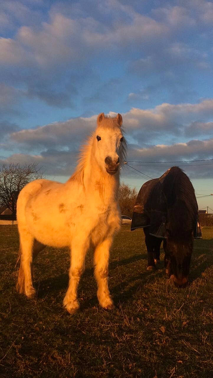 Alasca a rejoint le concours — aidez-le/la à gagner de superbes lots ! ecoregion, grassland, horse, landscape, livestock, mammal, mane, mare, mustang_horse, pasture, pony, shetland_pony, sky, stallion, terrestrial_animal, vertebrate, wildlife