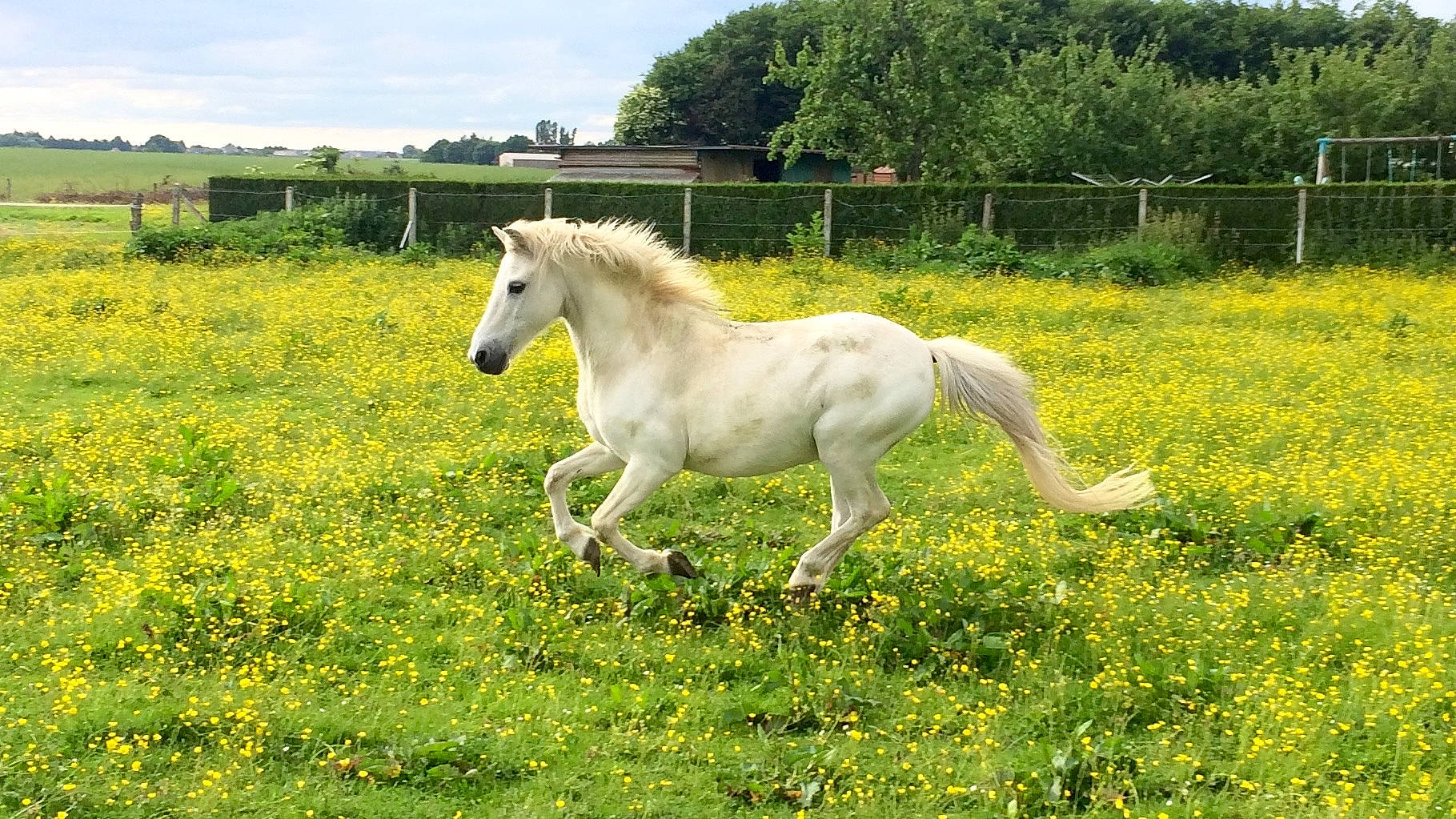 Alasca participe au concours pour gagner de l'argent avec cette photo : colt, farm, foal, grass, grassland, horse, livestock, mammal, mane, mare, meadow, mustang_horse, pasture, pony, rural_area, stallion, terrestrial_animal, vertebrate, wildlife