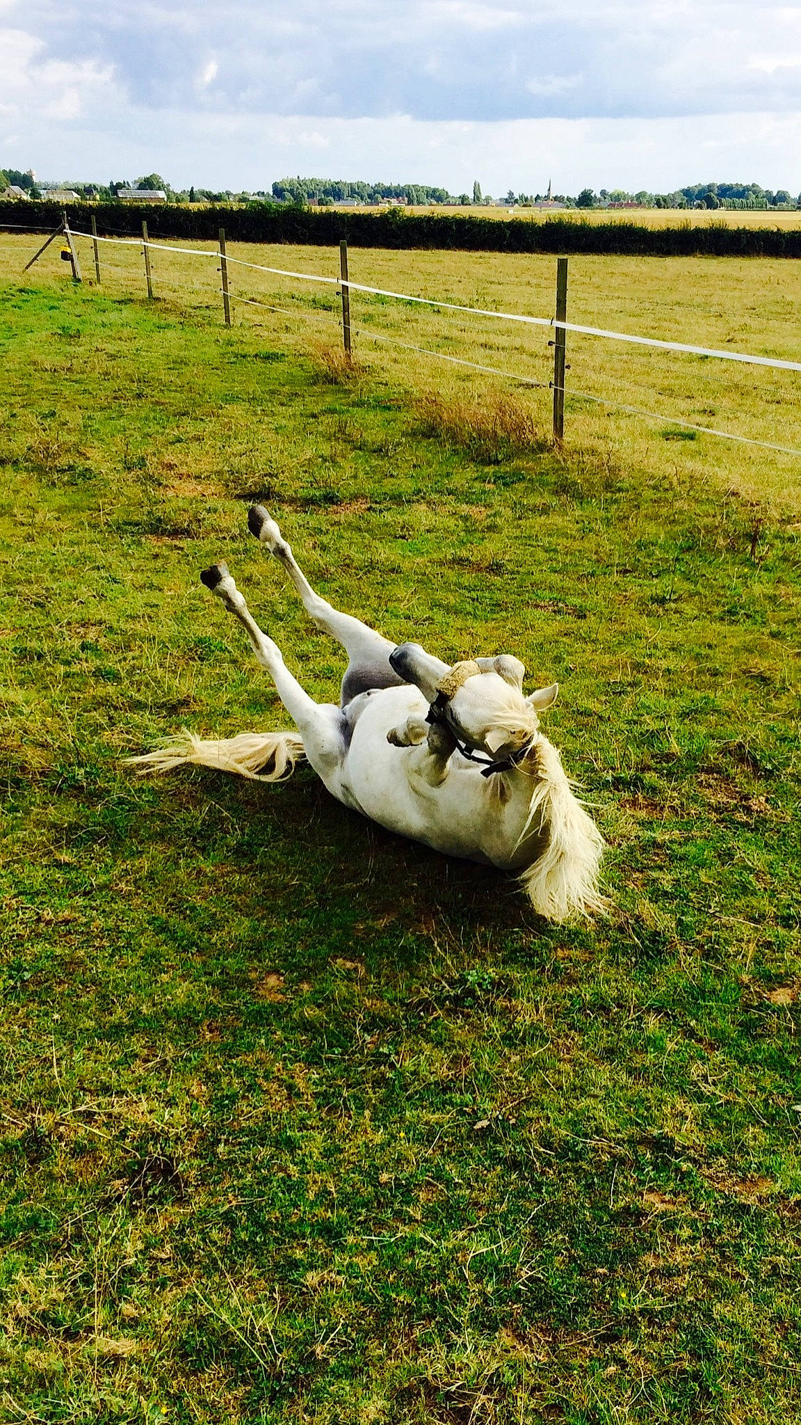 Alasca participe au concours pour gagner de l'argent avec cette photo : canidae, carnivore, dog, farm, grass, grassland, meadow, pasture, sporting_group