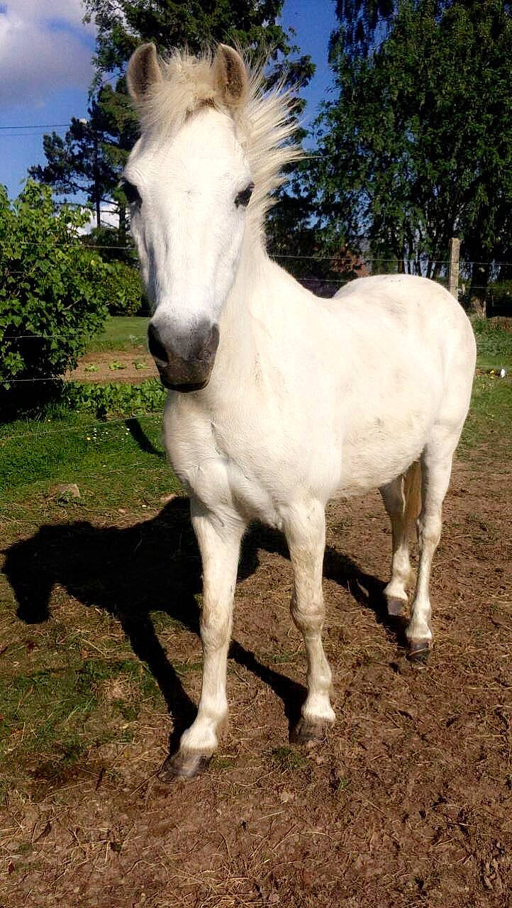 Alasca participe au concours pour gagner de l'argent avec cette photo : colt, foal, horse, livestock, mammal, mane, mare, pack_animal, pasture, pony, shetland_pony, stallion, terrestrial_animal, vertebrate