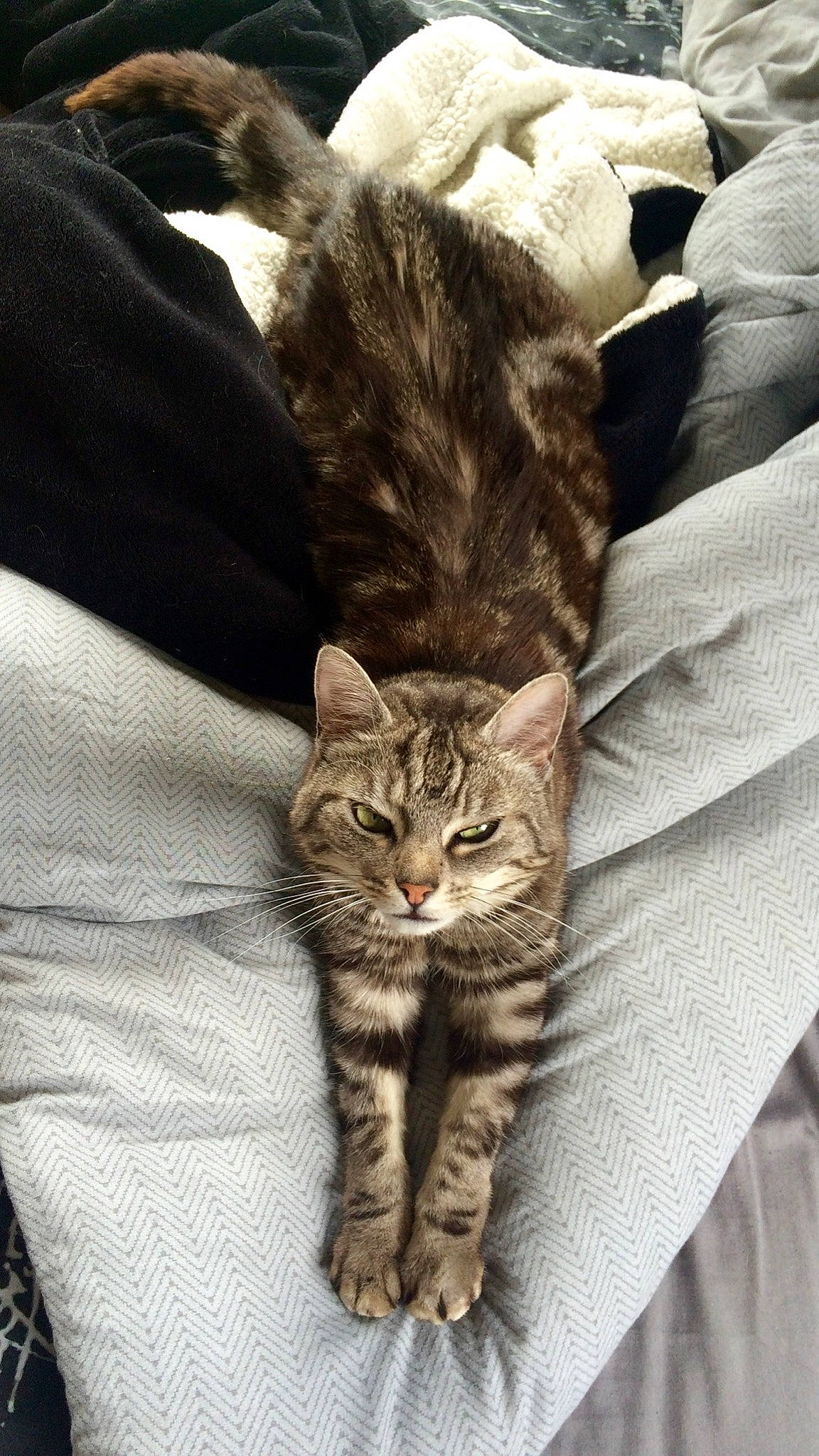 Bastet participe au concours pour gagner de l'argent avec cette photo : american_shorthair, american_wirehair, asian, australian_mist, california_spangled, carnivore, cat, domestic_short_haired_cat, dragon_li, egyptian_mau, european_shorthair, felidae, fur, kitten, norwegian_forest_cat, pixie_bob, small_to_medium_sized_cats, tabby_cat, whiskers, wild_cat