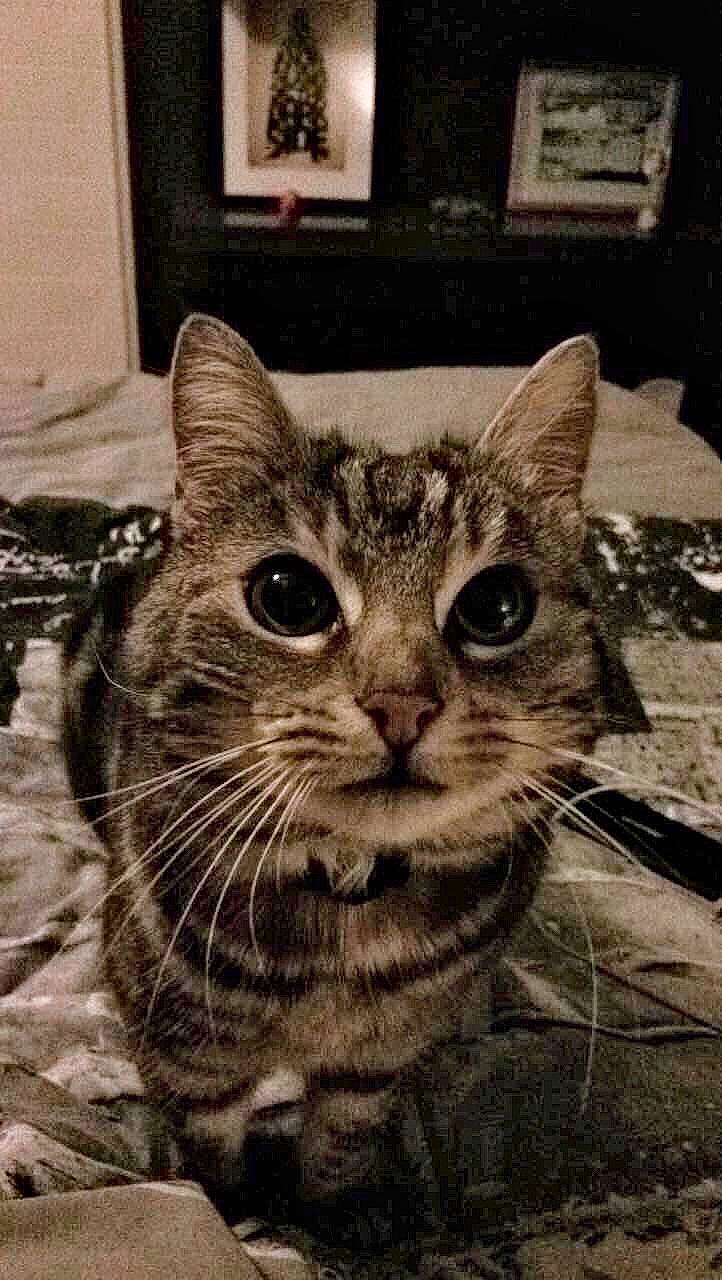 Bastet participe au concours pour gagner de l'argent avec cette photo : american_shorthair, asian, black_and_white, california_spangled, carnivore, cat, domestic_short_haired_cat, dragon_li, european_shorthair, eye, felidae, kitten, nose, photography, small_to_medium_sized_cats, snapshot, snout, tabby_cat, whiskers, wild_cat