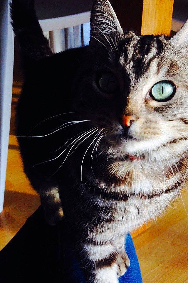 Bastet a rejoint le concours — aidez-le/la à gagner de superbes lots ! american_shorthair, american_wirehair, asian, carnivore, cat, domestic_short_haired_cat, european_shorthair, eye, felidae, fur, kitten, paw, small_to_medium_sized_cats, snout, tabby_cat, whiskers