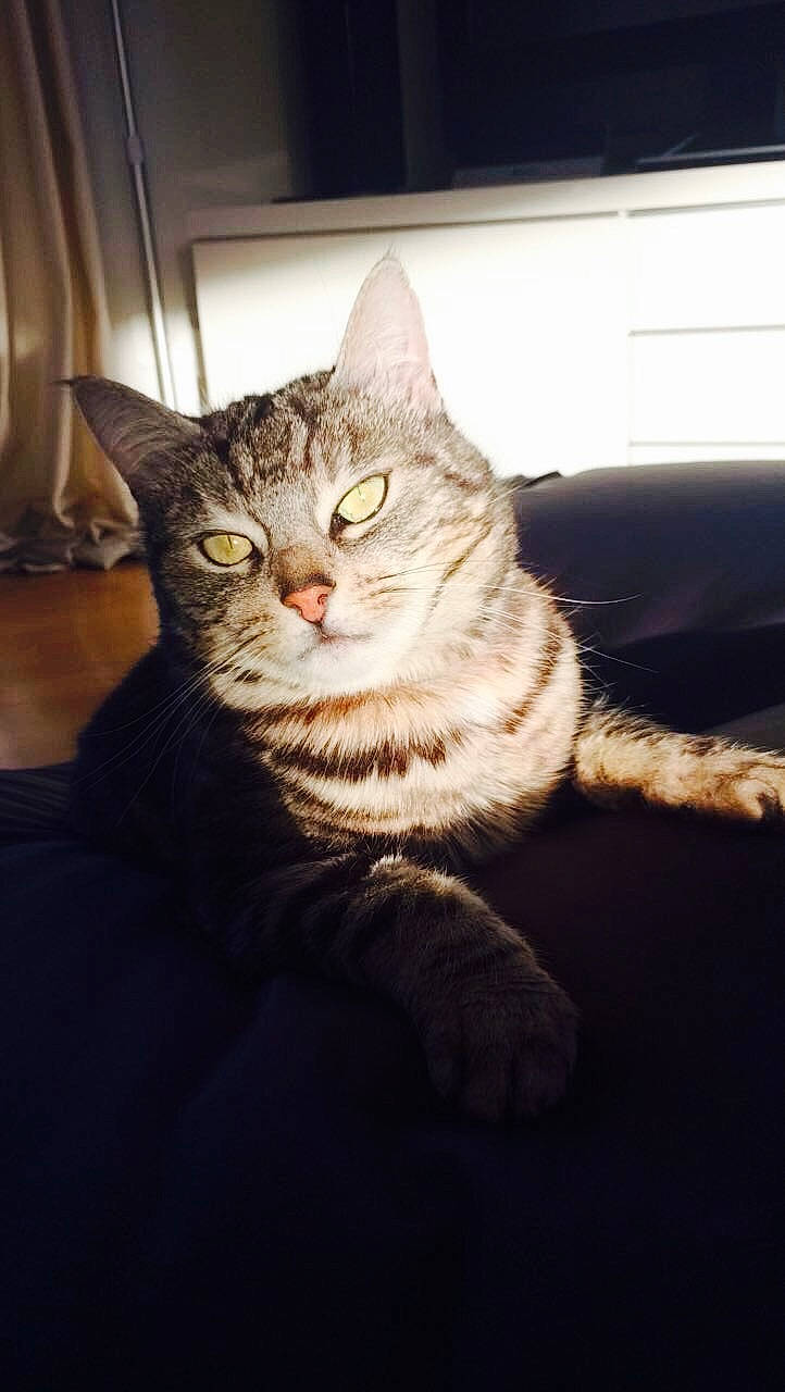 Bastet a rejoint le concours — aidez-le/la à gagner de superbes lots ! american_shorthair, american_wirehair, asian, california_spangled, carnivore, cat, domestic_short_haired_cat, dragon_li, ear, egyptian_mau, european_shorthair, eye, felidae, fur, kitten, mammal, pixie_bob, small_to_medium_sized_cats, tabby_cat, whiskers