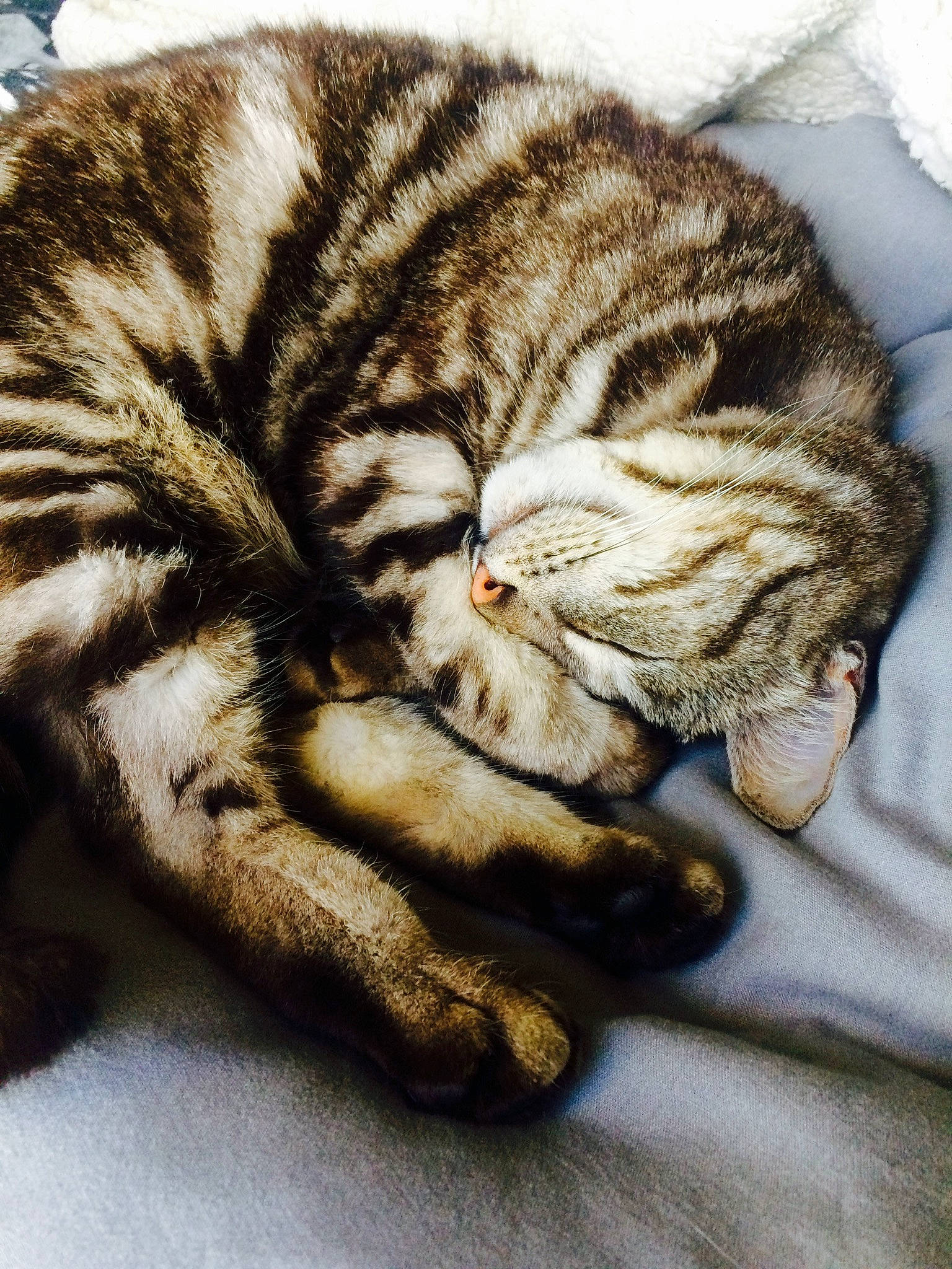 Bastet a rejoint le concours — aidez-le/la à gagner de superbes lots ! american_shorthair, asian, carnivore, cat, claw, domestic_short_haired_cat, dragon_li, european_shorthair, fawn, felidae, fur, nap, paw, sleep, small_to_medium_sized_cats, snout, sokoke, tabby_cat, textile, whiskers