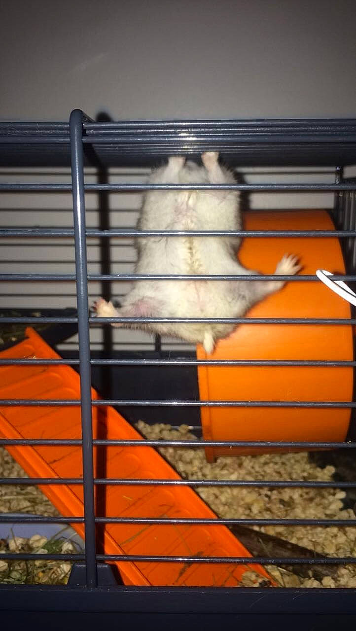 Get a rejoint le concours — aidez-le/la à gagner de superbes lots ! cage, degu, orange, stairs