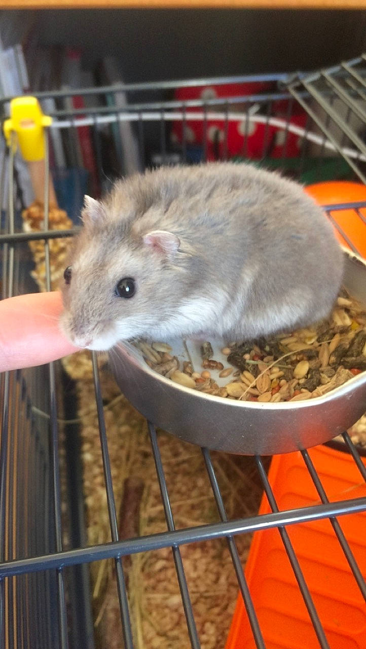 Get participe au concours pour gagner de l'argent avec cette photo : cage, degu, dormouse, fare, fawn, gerbil, hamster, mammal, marsupial, mouse, muridae, muroidea, packrats, pest, rat, rodent, vertebrate, whiskers, white_footed_mice