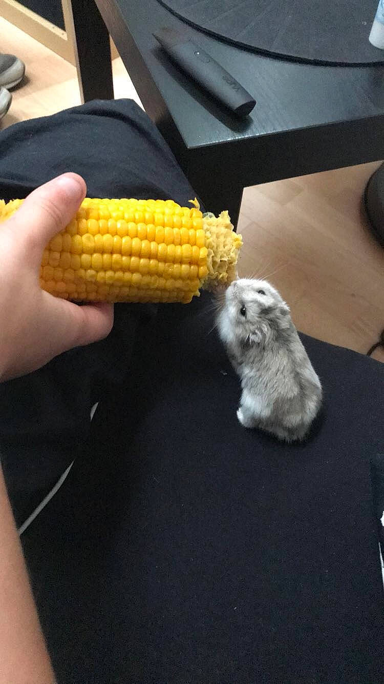 Get participe au concours pour gagner de l'argent avec cette photo : corn, corn_kernels, corn_on_the_cob, cuisine, fawn, guinea_pig, hamster, popcorn, rodent, side_dish, sweet_corn, vegetable, vegetarian_food