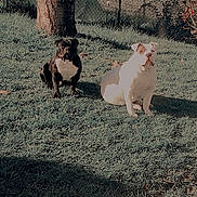 Naya Et Venom a rejoint le concours — aidez-le/la à gagner de superbes lots ! dog, black_dog, white_dog, grass, tree, fence, outdoor, sunlight, pet, animal, nature, sitting, yard, greenery, bush, canine, daylight, two_animals, park, companions