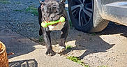 Matheo Mancel a rejoint le concours — aidez-le/la à gagner de superbes lots ! dog, toy, outdoor, sunlight, car, black_dog, green_toy, pavement, shadow, basket, gravel, parking, pet, playful, animal, mammal, daytime, vehicle, walking, front_view