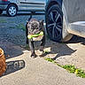 animal, basket, black_dog, car, daytime, dog, front_view, gravel, green_toy, mammal, outdoor, parking, pavement, pet, playful, shadow, sunlight, toy, vehicle, walking
