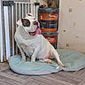 Matheo Mancel participe au concours pour gagner de l'argent avec cette photo : dog, pet_bed, tongue_out, indoor, flooring, baby_gate, paint_buckets, wallpaper, white_dog, brown_patch, sitting, happy, tongue, floor_tiles, domestic, animal, cute, resting, home_interior, mammal