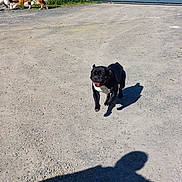 Matheo Mancel participe au concours pour gagner de l'argent avec cette photo : dog, black_dog, white_dog, outdoor, sunny, gravel, driveway, pile_of_rubble, garage_door, shadow, playing, running, canine, pet, happy, daylight, three_dogs, nature, yard, animal