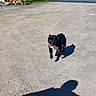 animal, black_dog, canine, daylight, dog, driveway, garage_door, gravel, happy, nature, outdoor, pet, pile_of_rubble, playing, running, shadow, sunny, three_dogs, white_dog, yard