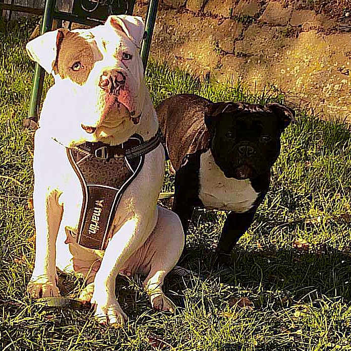 Matheo Mancel a rejoint le concours — aidez-le/la à gagner de superbes lots ! animal, ball, bostonbull, boxer, bulldog, canine, dinosaur, dog, football, frenchbulldog, grass, lawn, pet, pitbull, plant, puppy, reptile, soccer, soccerball, sport