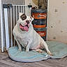 Matheo Mancel a rejoint le concours — aidez-le/la à gagner de superbes lots ! dog, indoor, pet_bed, happy, tongue_out, white_dog, brown_patch, flooring, baby_gate, paint_buckets, wall, relaxed, seated, plush_bed, tile_floor, domestic, cute, companion, animal, resting